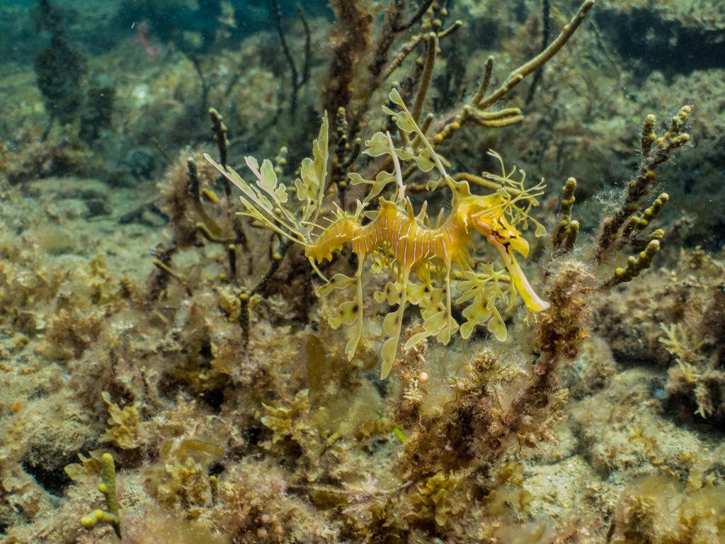 Leafy Seadragon Wallpapers