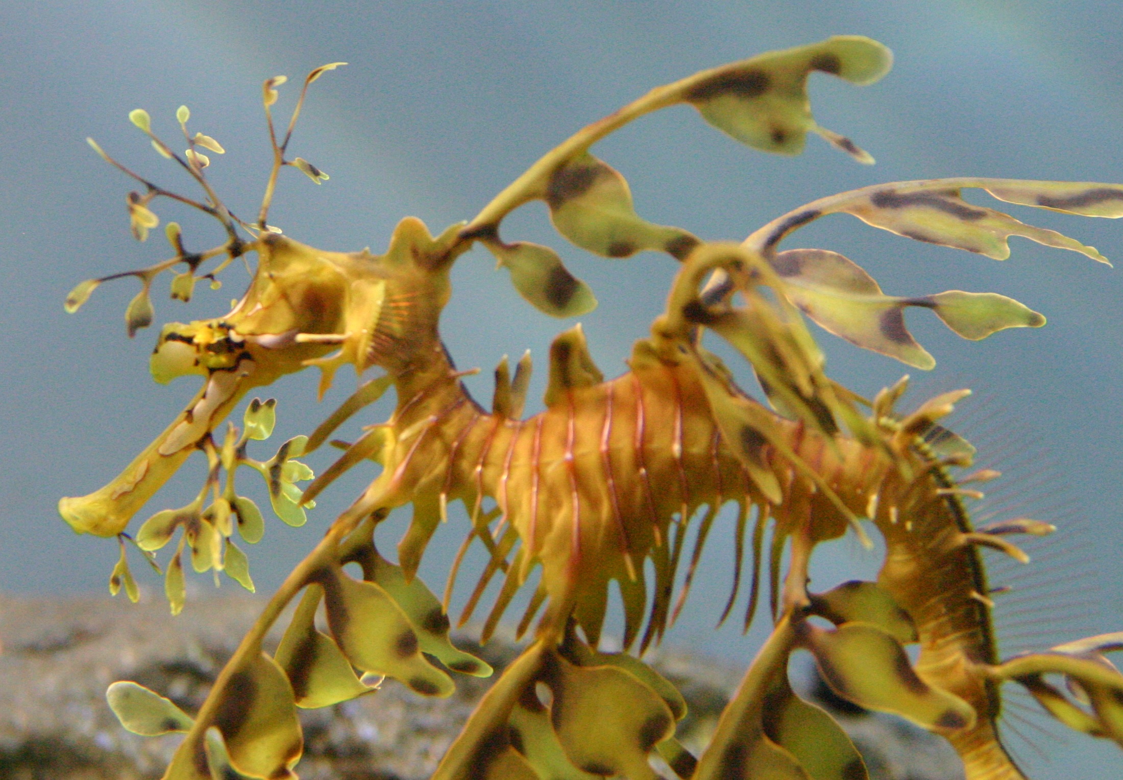 Leafy Seadragon Wallpapers