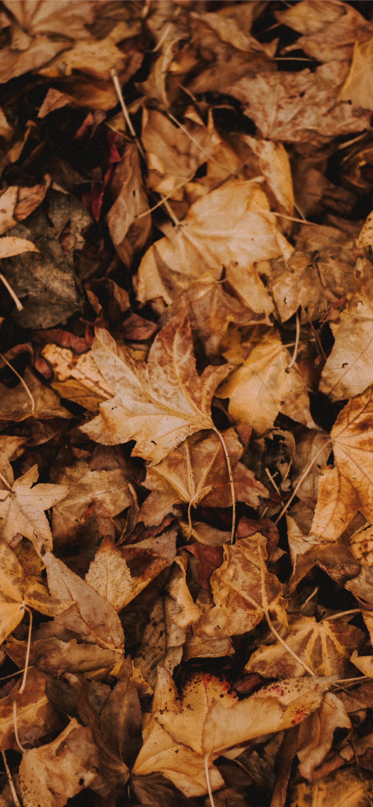 Leaves Wallpapers