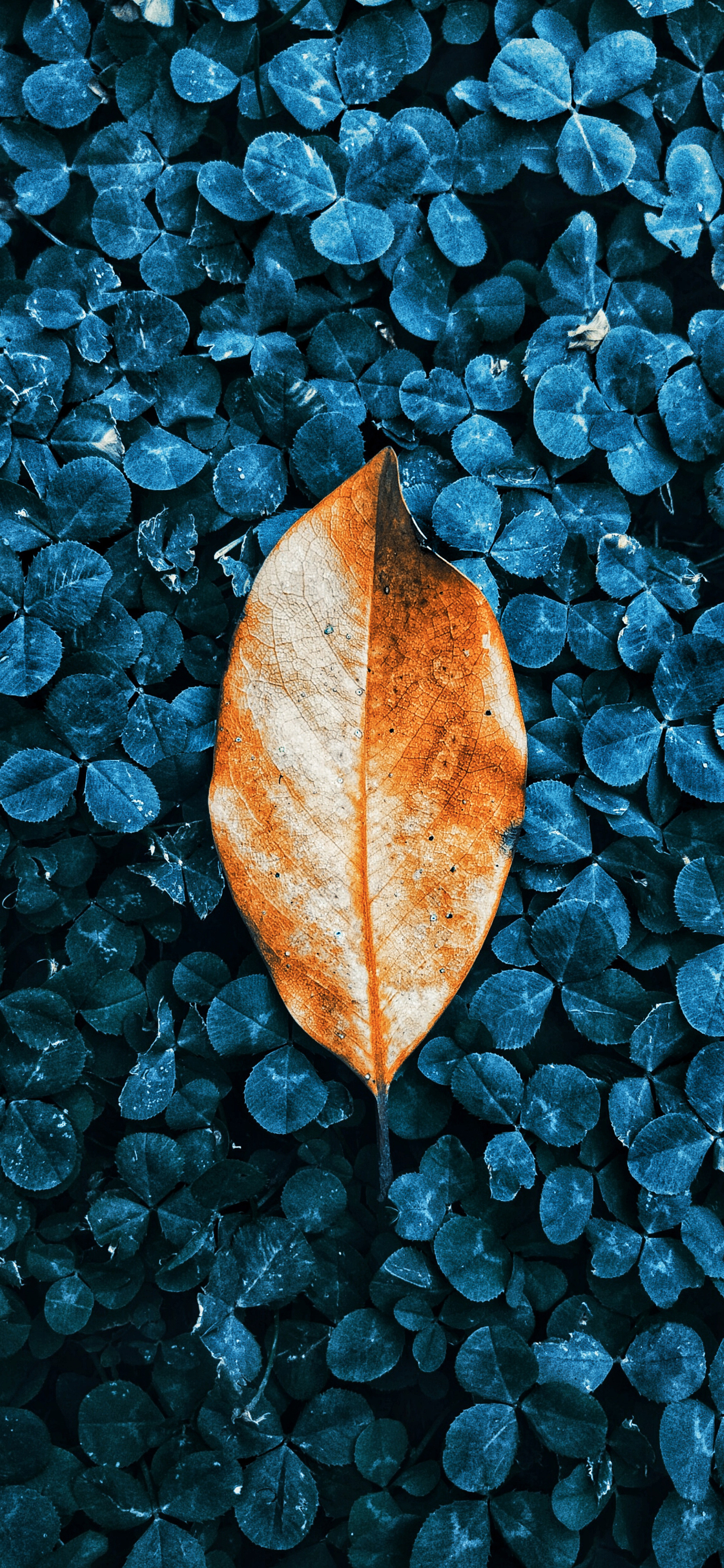 Leaves Wallpapers