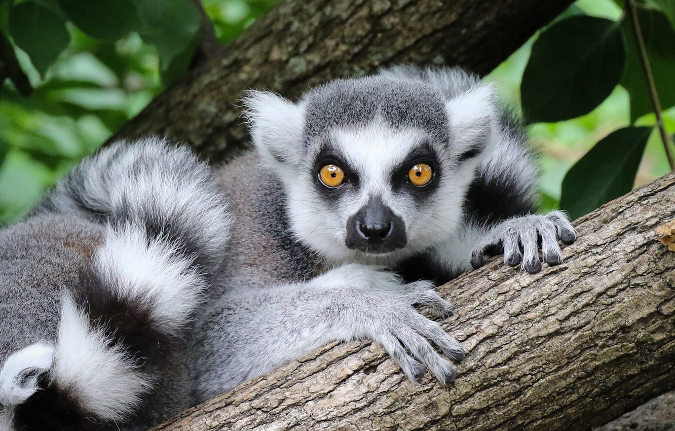 Lemur Wallpapers