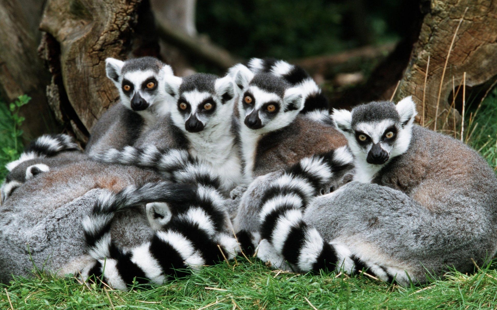 Lemurs Wallpapers