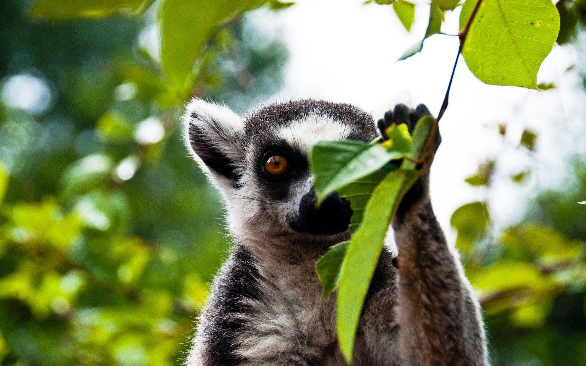 Lemurs Wallpapers