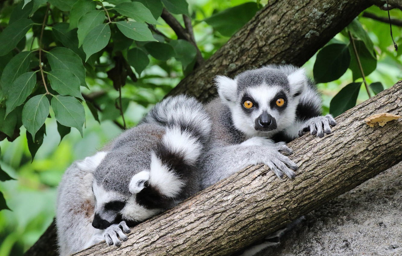 Lemurs Wallpapers