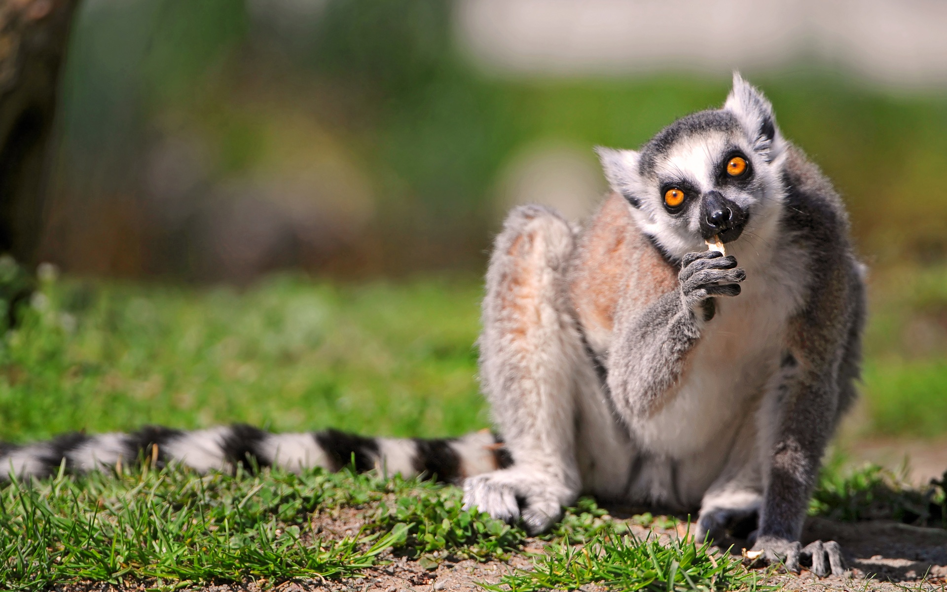 Lemurs Wallpapers