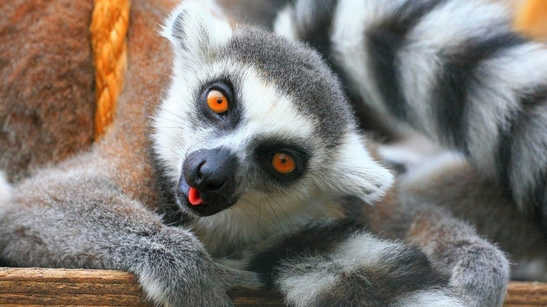Lemurs Wallpapers