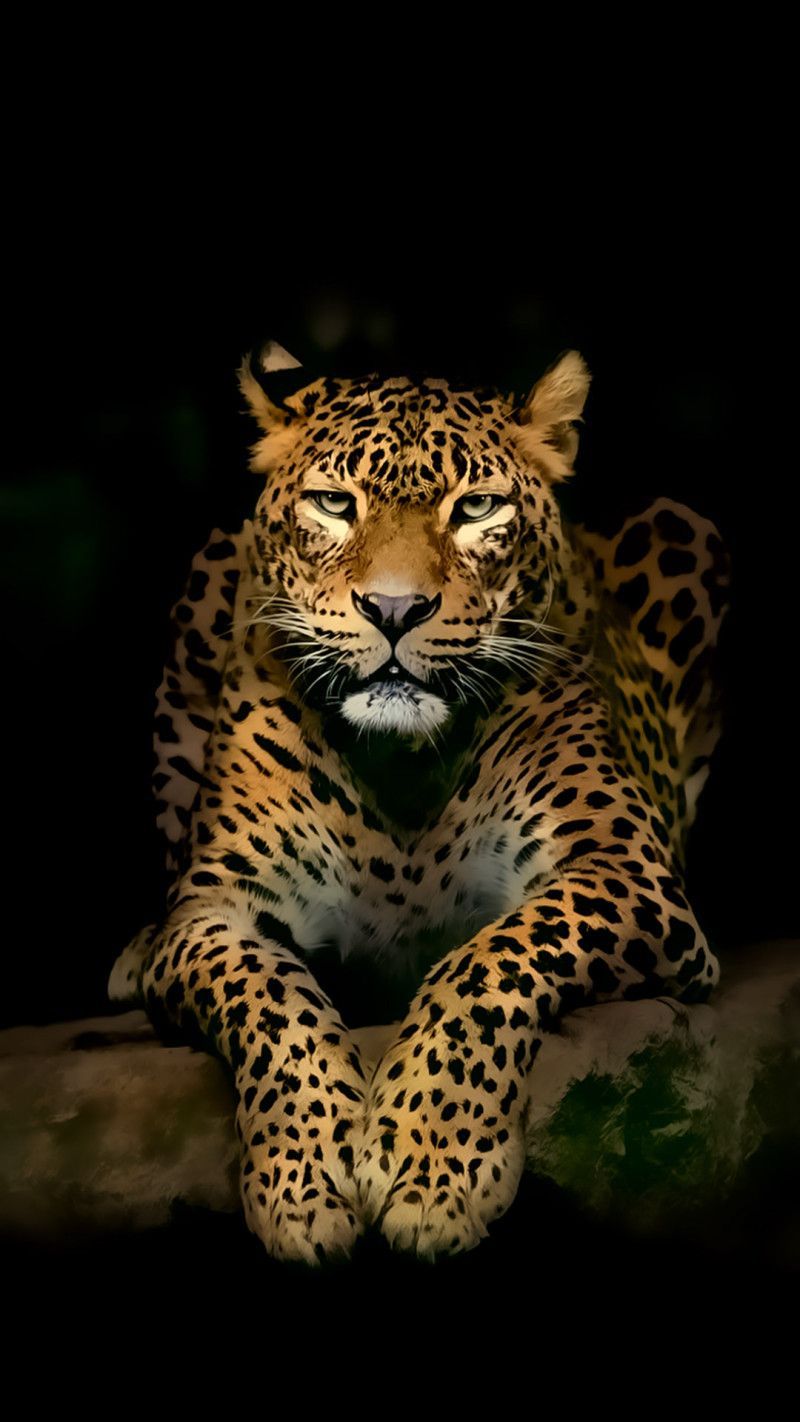 Leopard For Phone Wallpapers