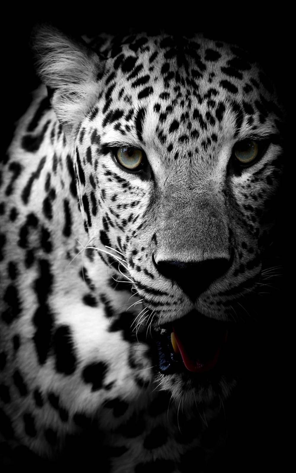 Leopard For Phone Wallpapers