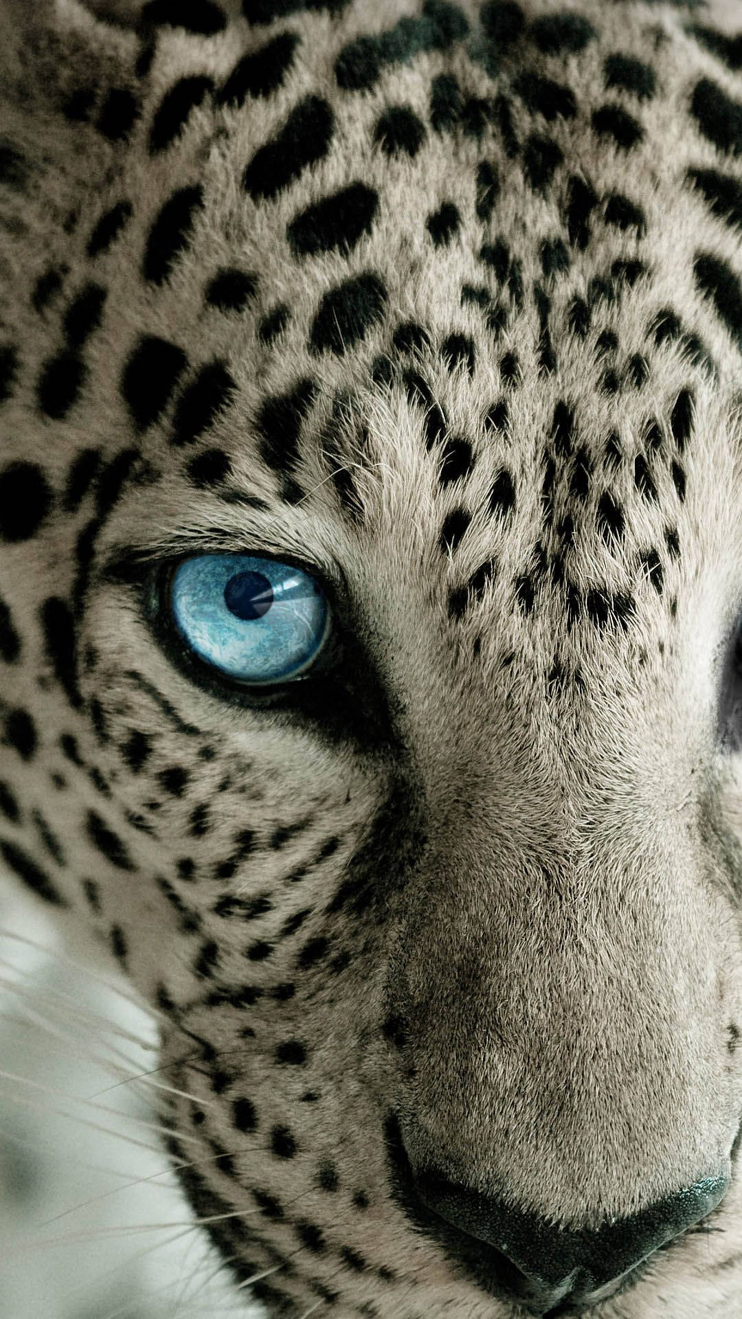 Leopard For Phone Wallpapers