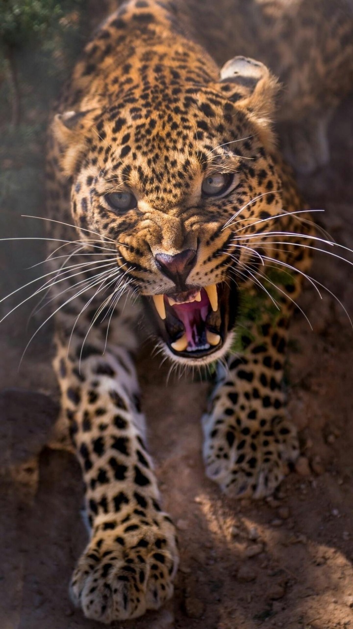 Leopard For Phone Wallpapers