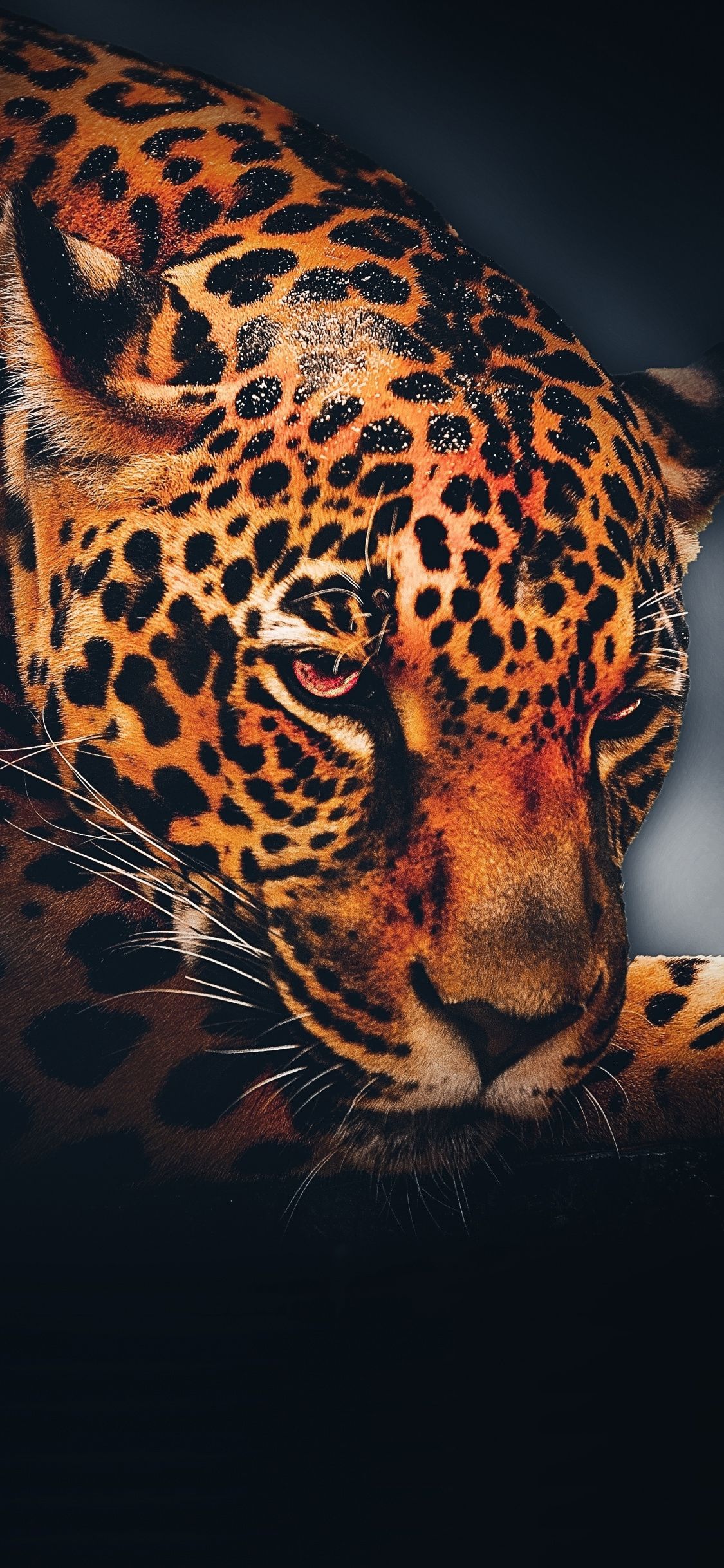 Leopard For Phone Wallpapers