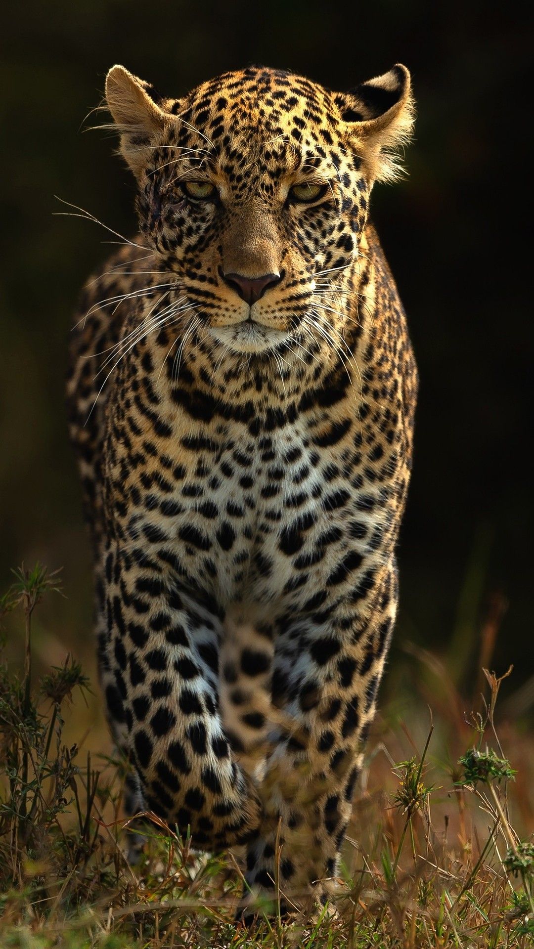 Leopard For Phone Wallpapers