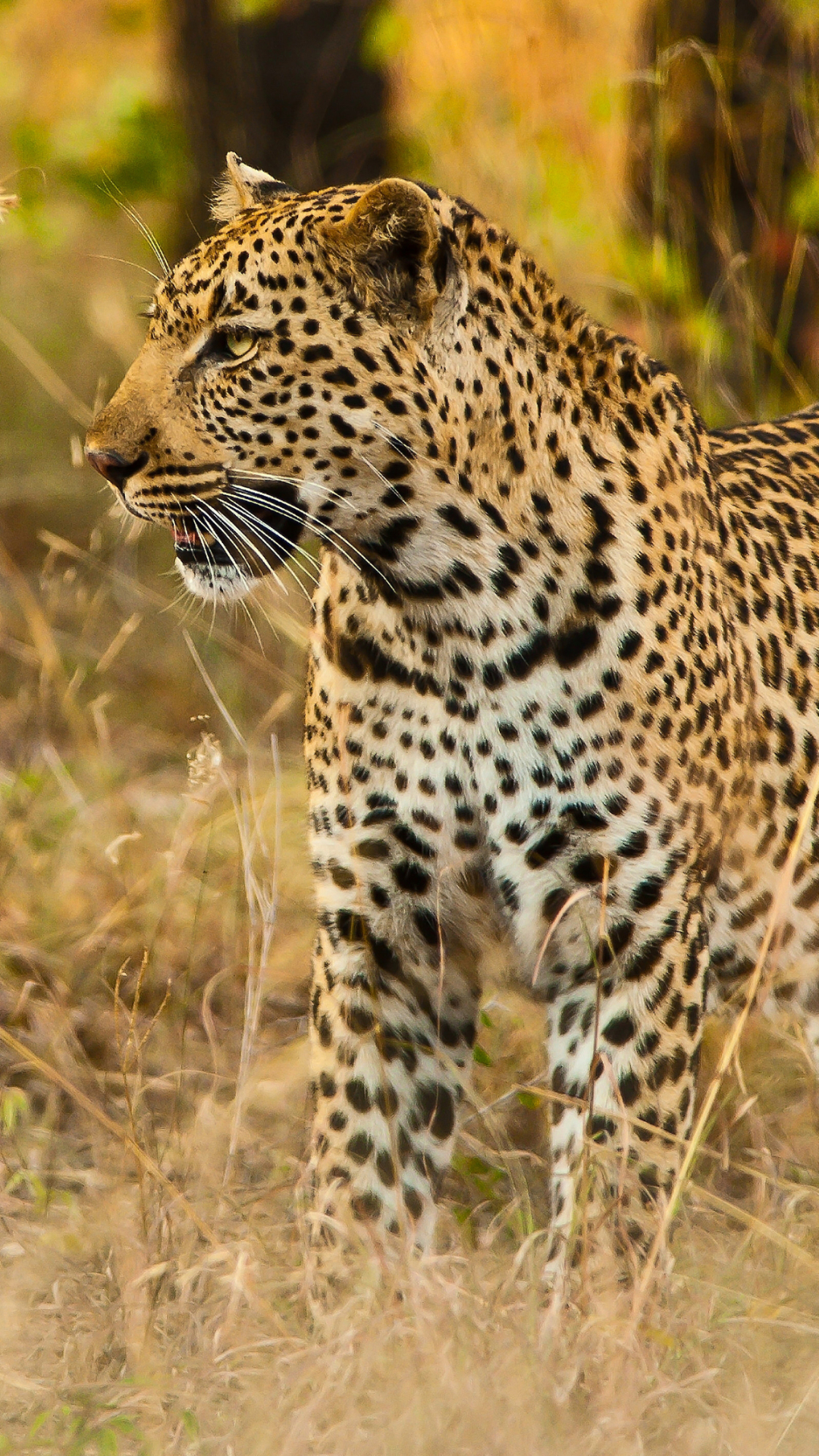 Leopard For Phone Wallpapers