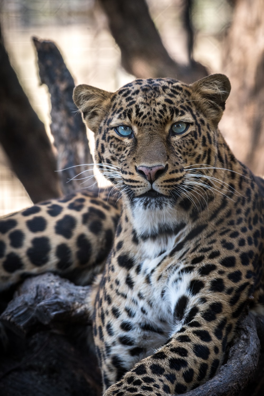 Leopard For Phone Wallpapers