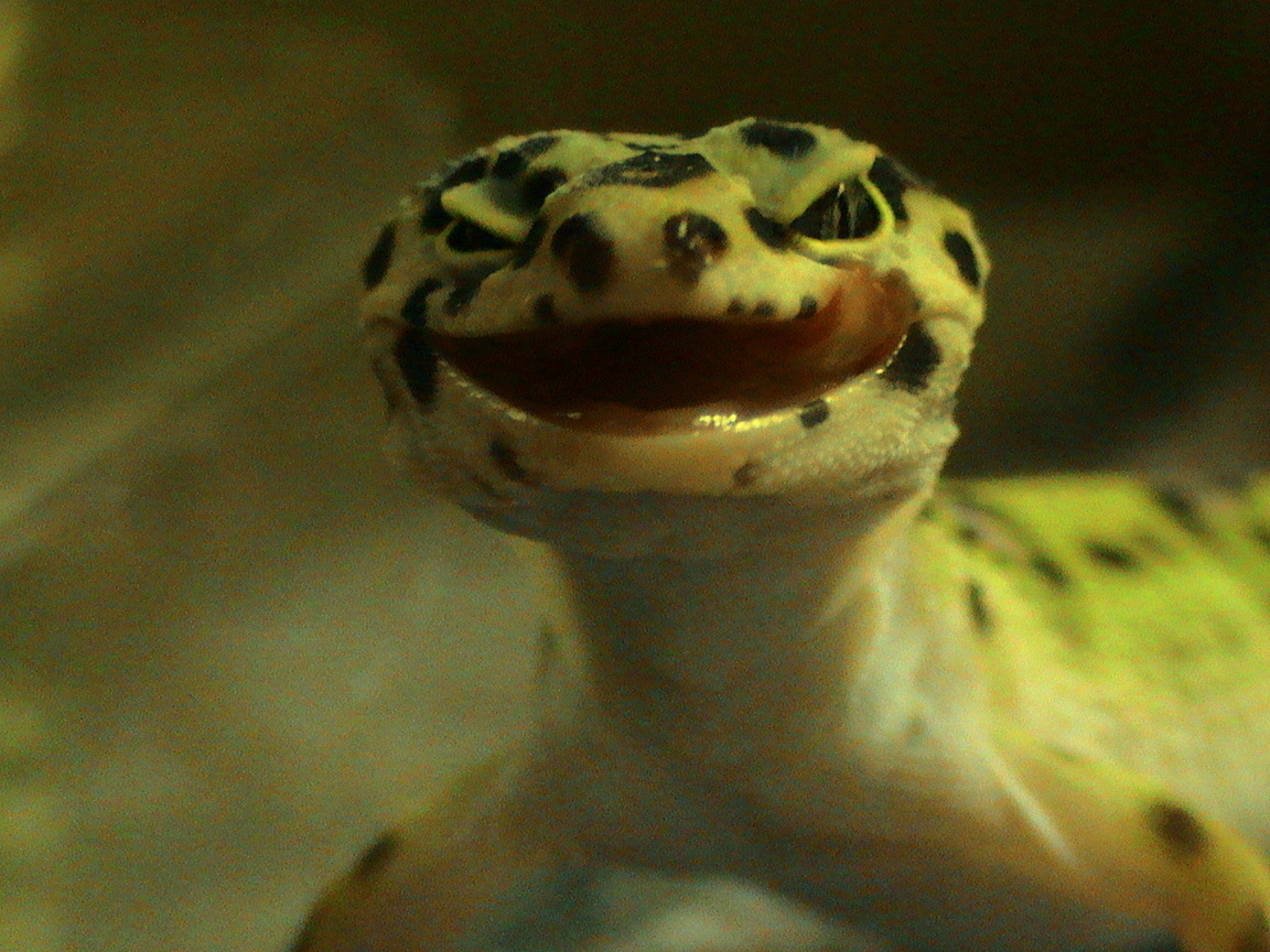 Leopard Gecko Wallpapers