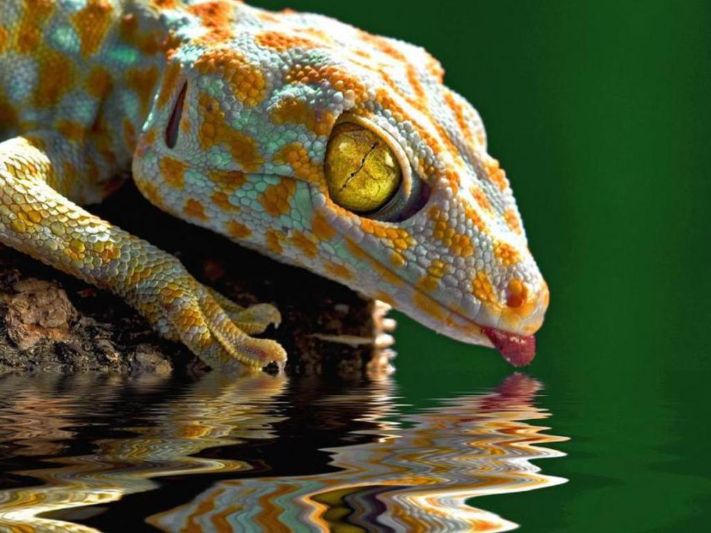 Leopard Gecko Wallpapers