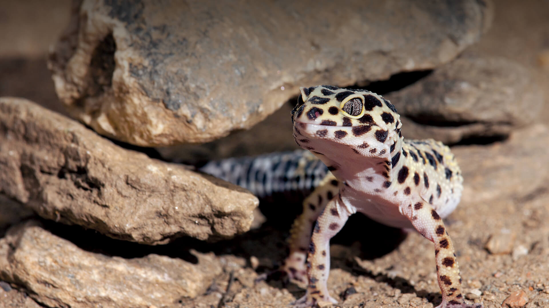 Leopard Lizards Wallpapers