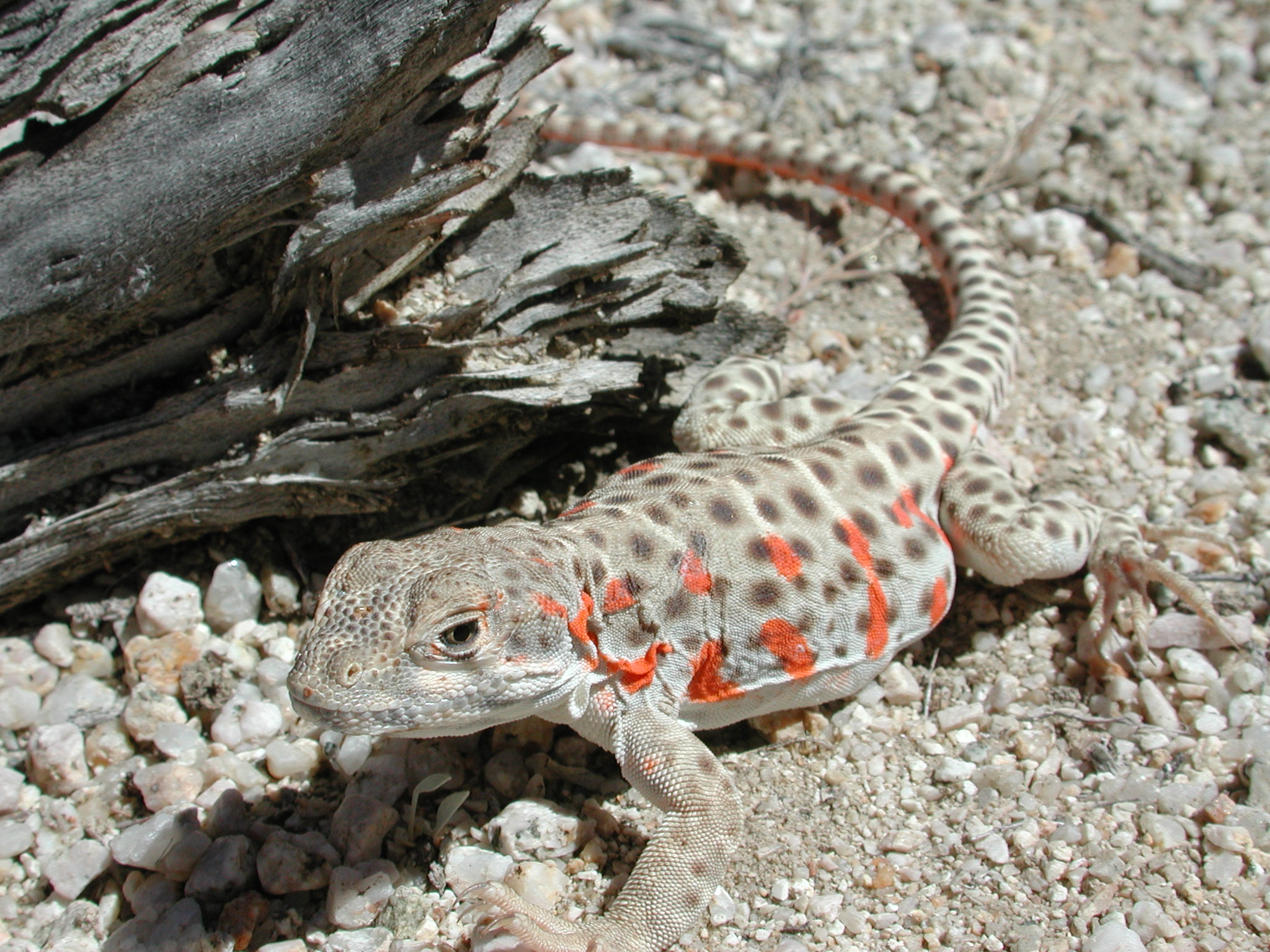 Leopard Lizards Wallpapers