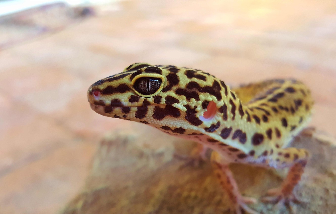 Leopard Lizards Wallpapers