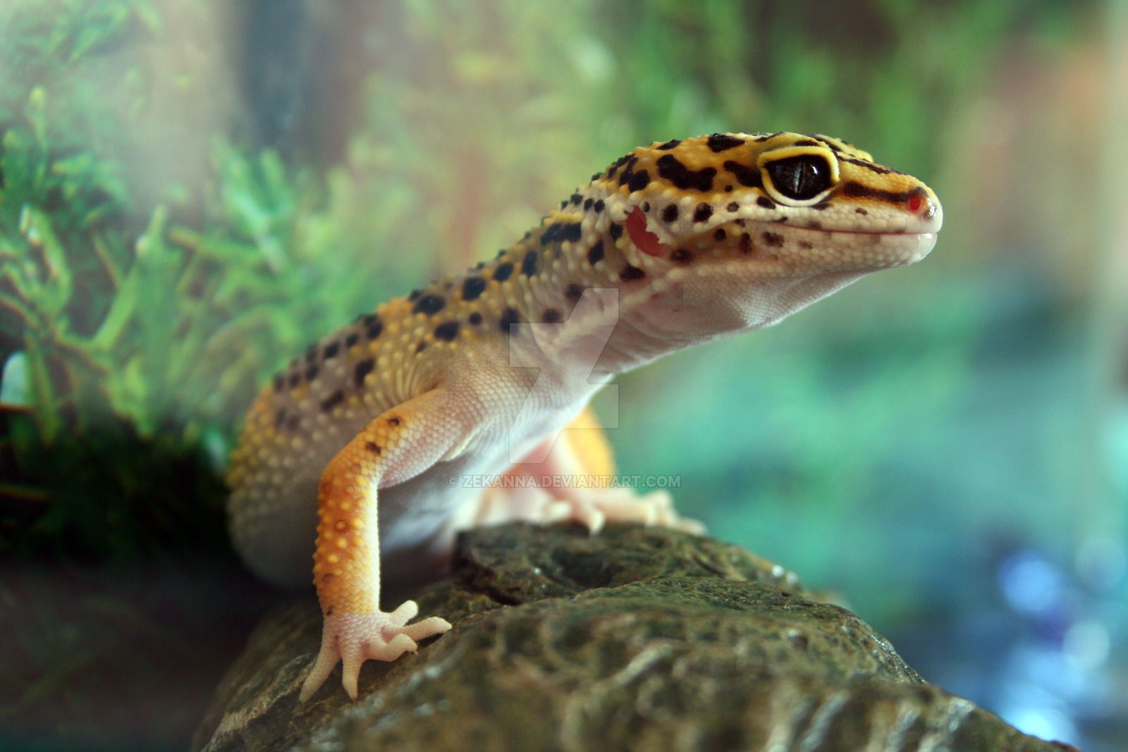 Leopard Lizards Wallpapers