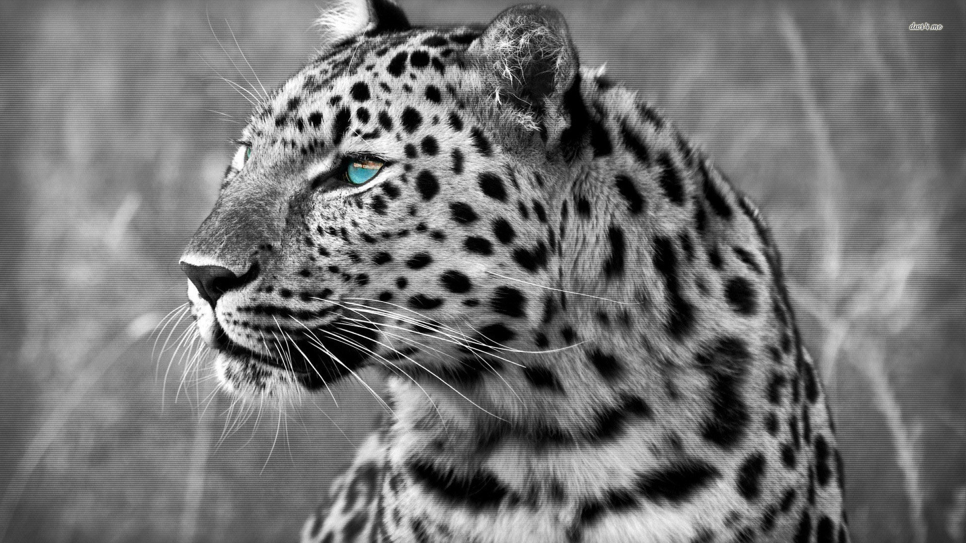 Leopard Screensaver Wallpapers