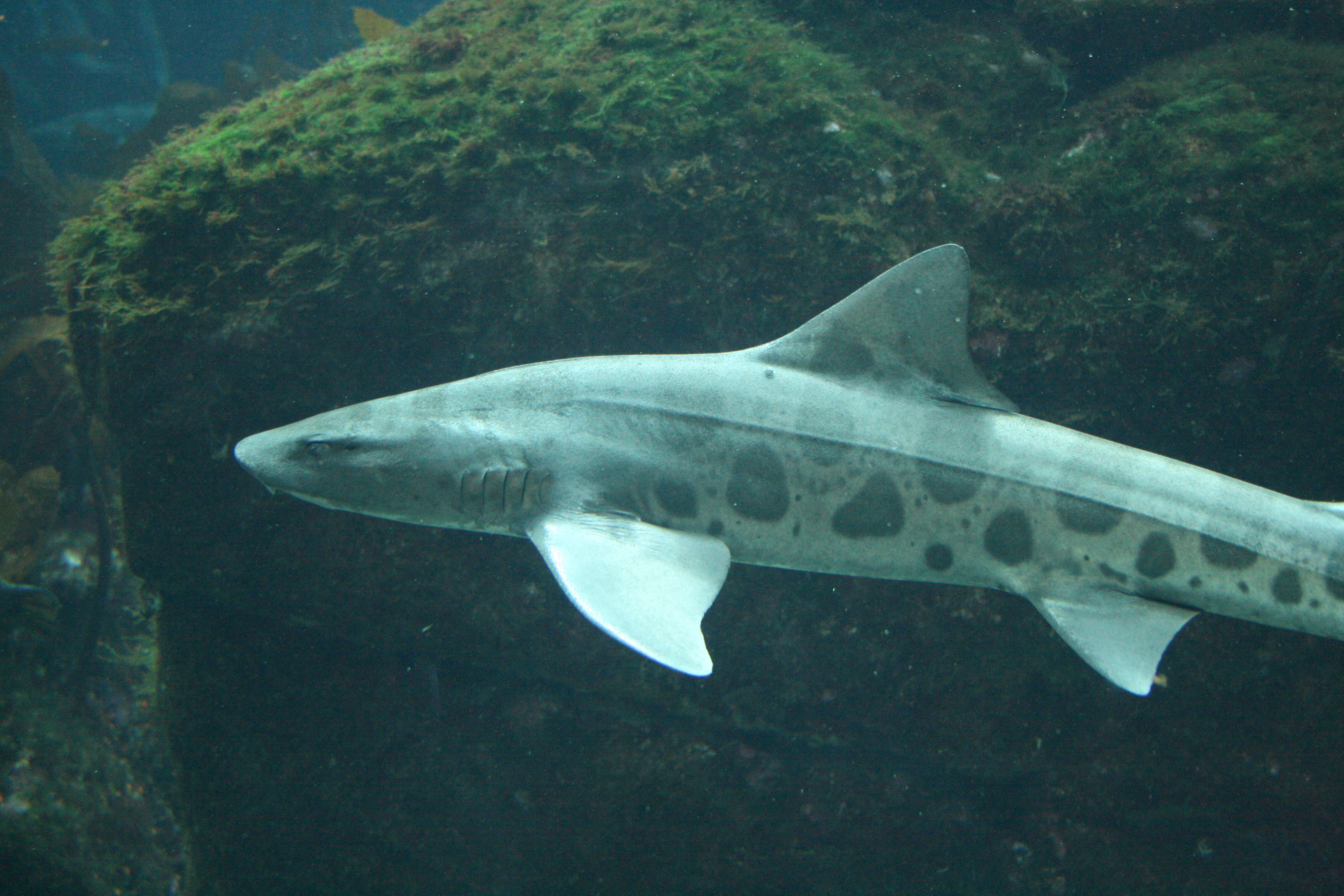 Leopard Shark Wallpapers