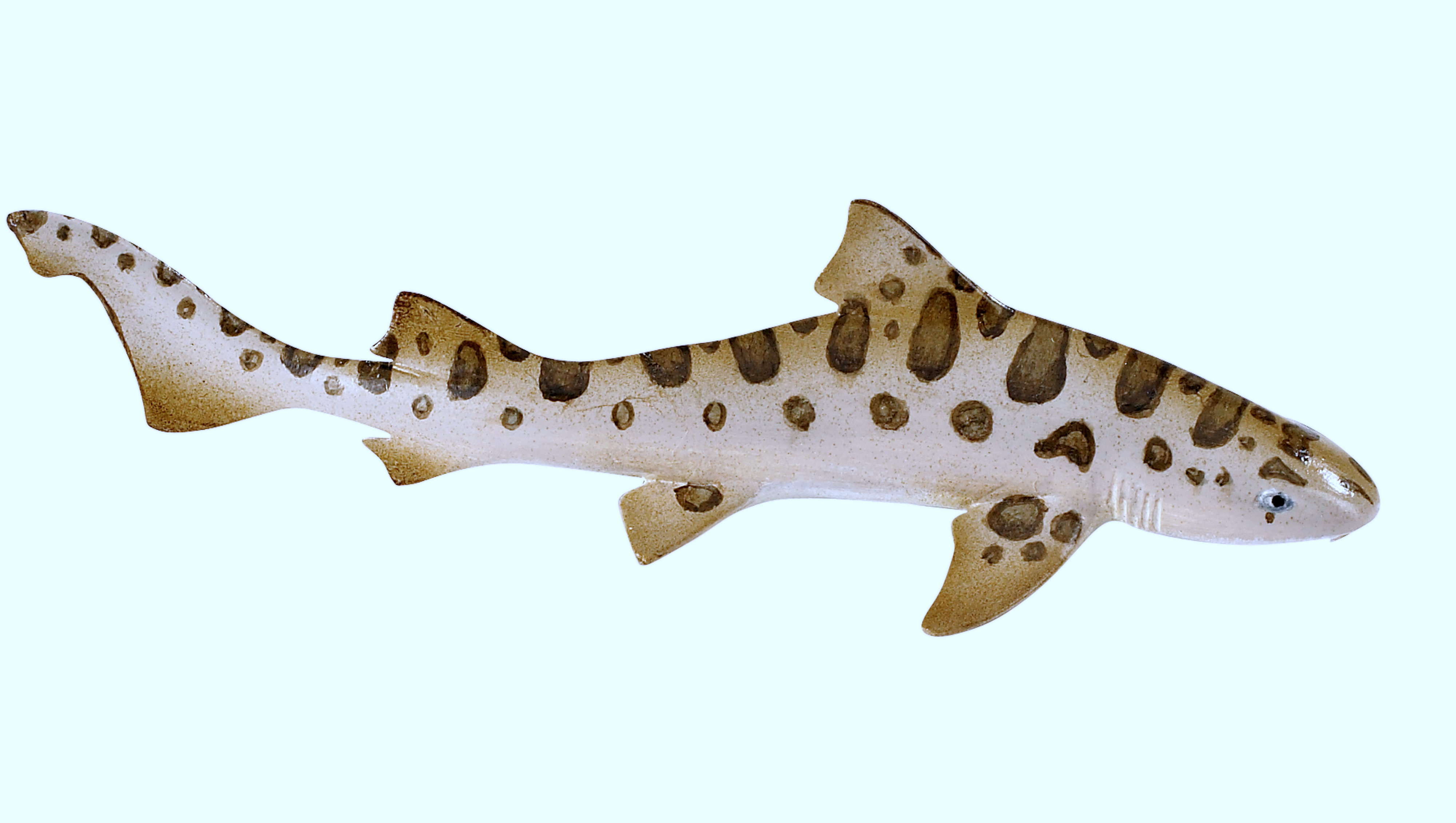 Leopard Shark Wallpapers