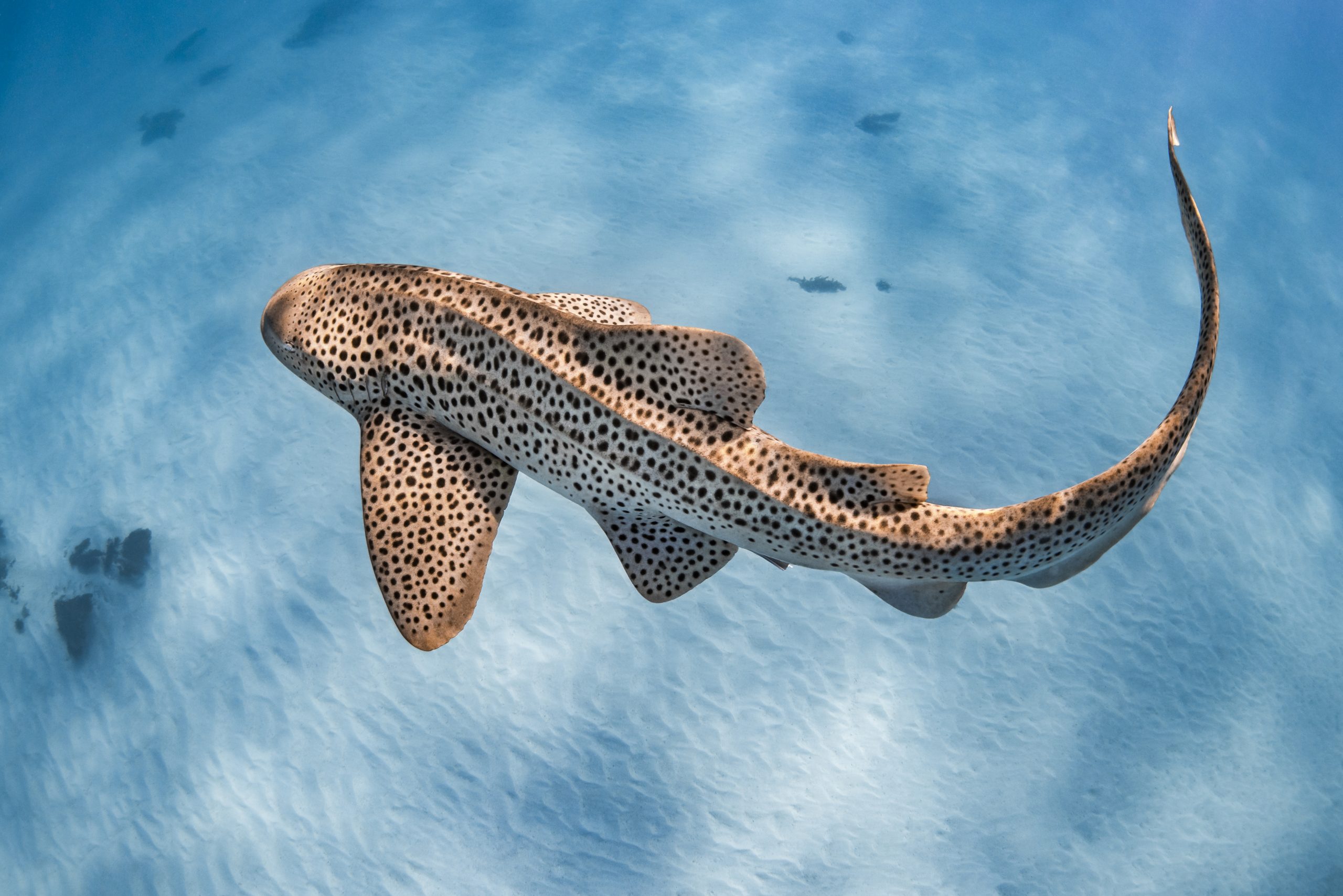 Leopard Shark Wallpapers