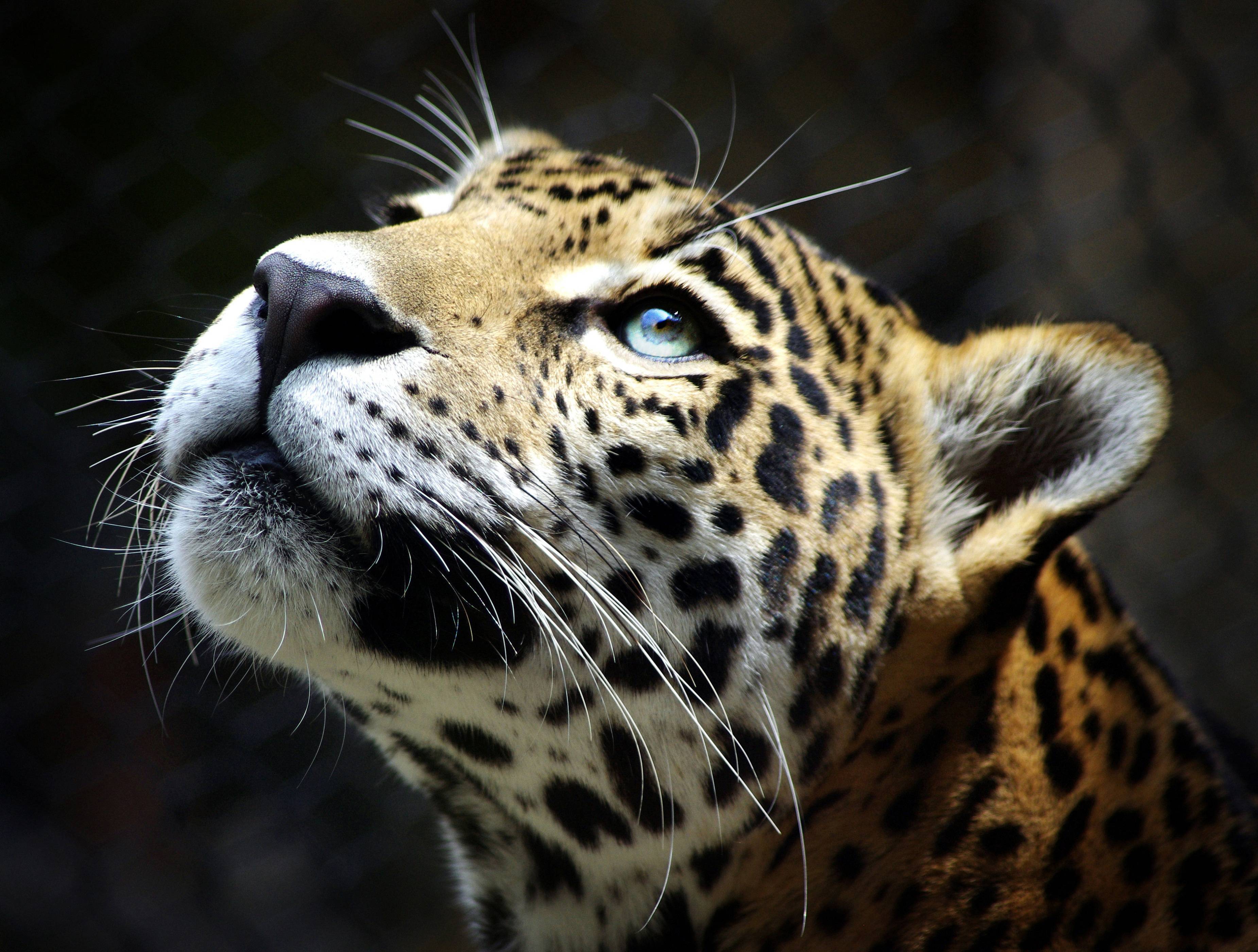 Leopard Wallpapers