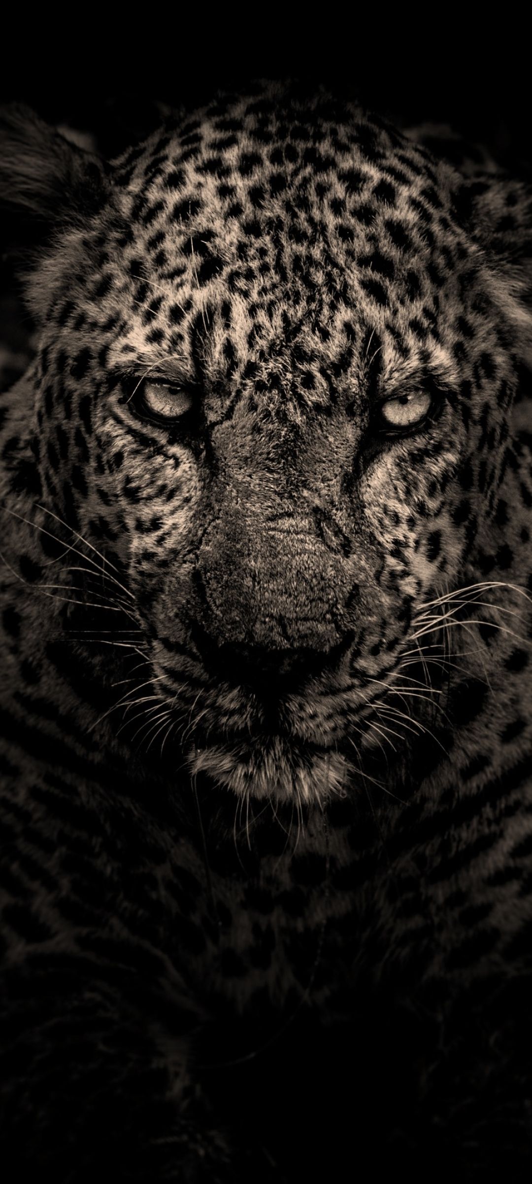 Leopard Wallpapers