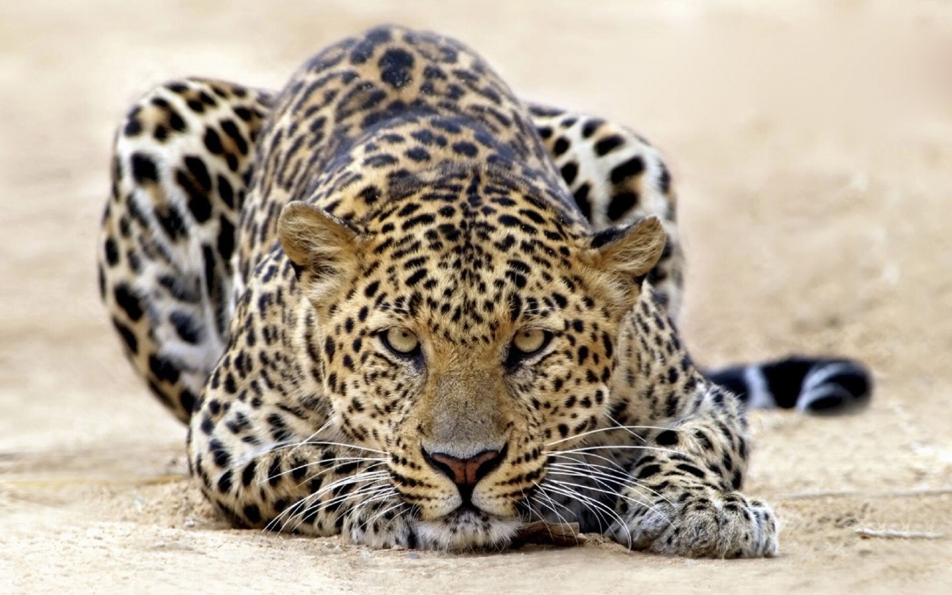 Leopards Wallpapers