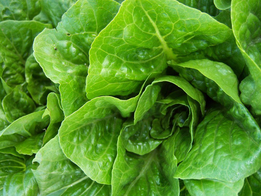 Lettuce Wallpapers