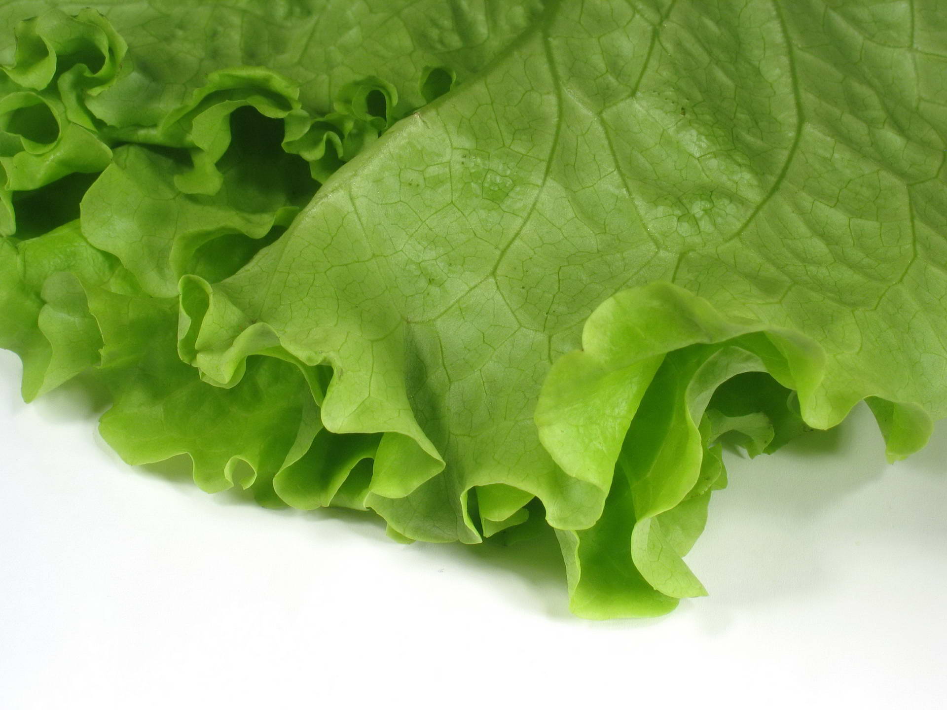 Lettuce Wallpapers