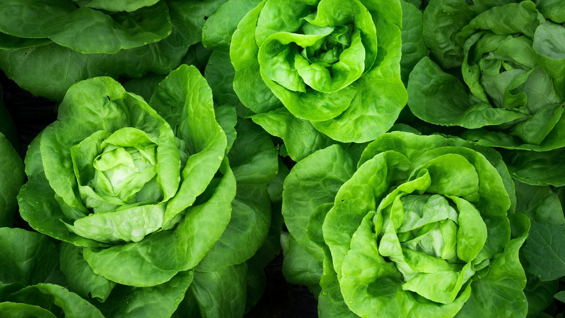 Lettuce Wallpapers