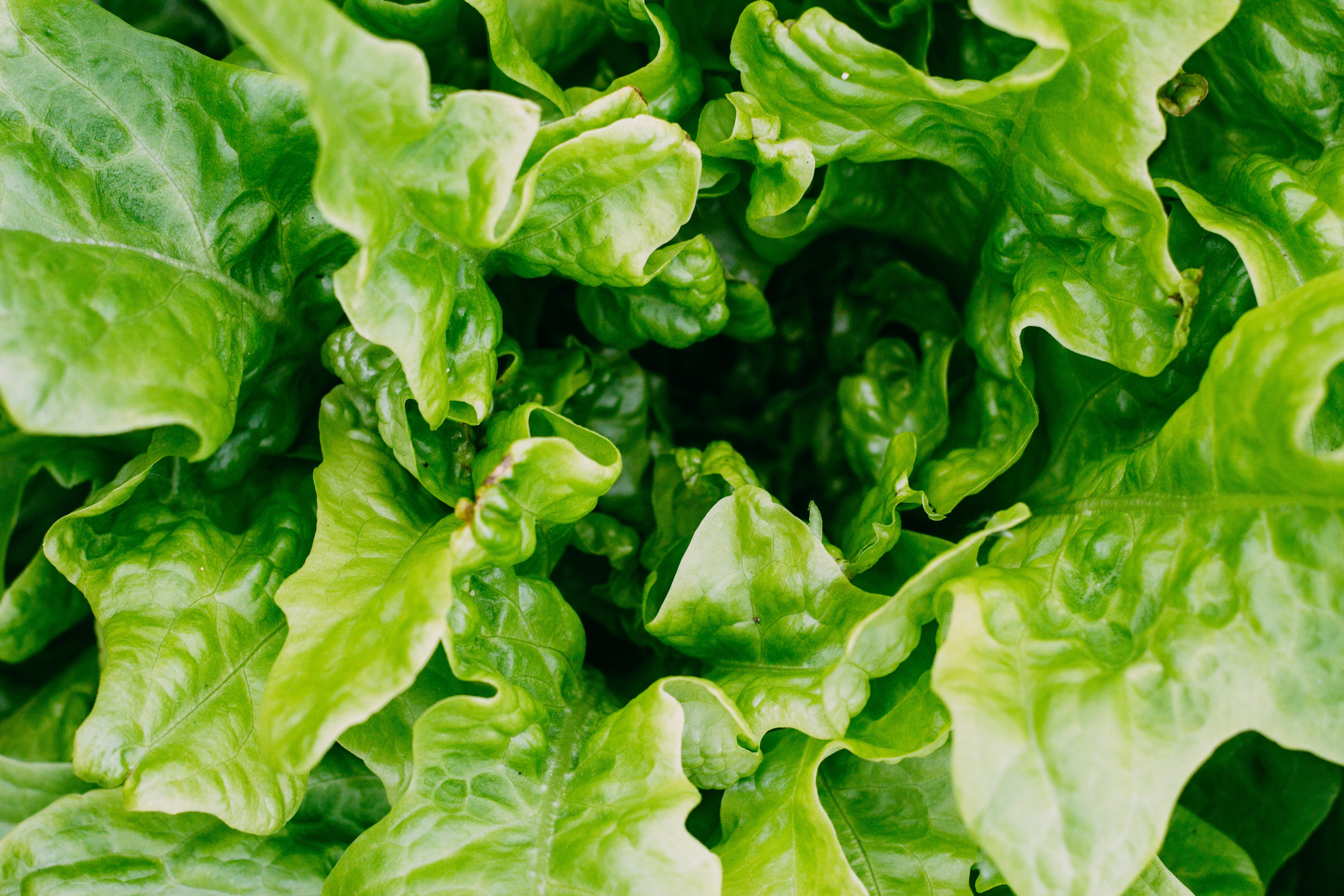 Lettuce Wallpapers