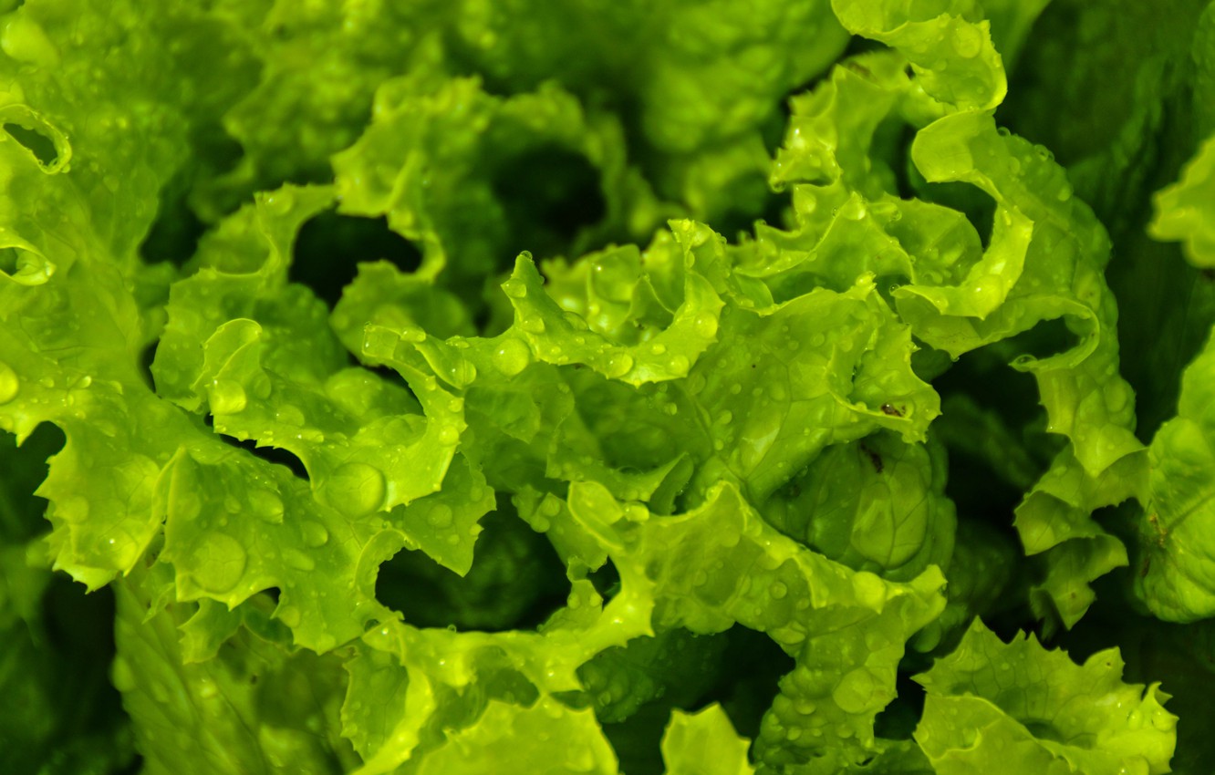 Lettuce Wallpapers