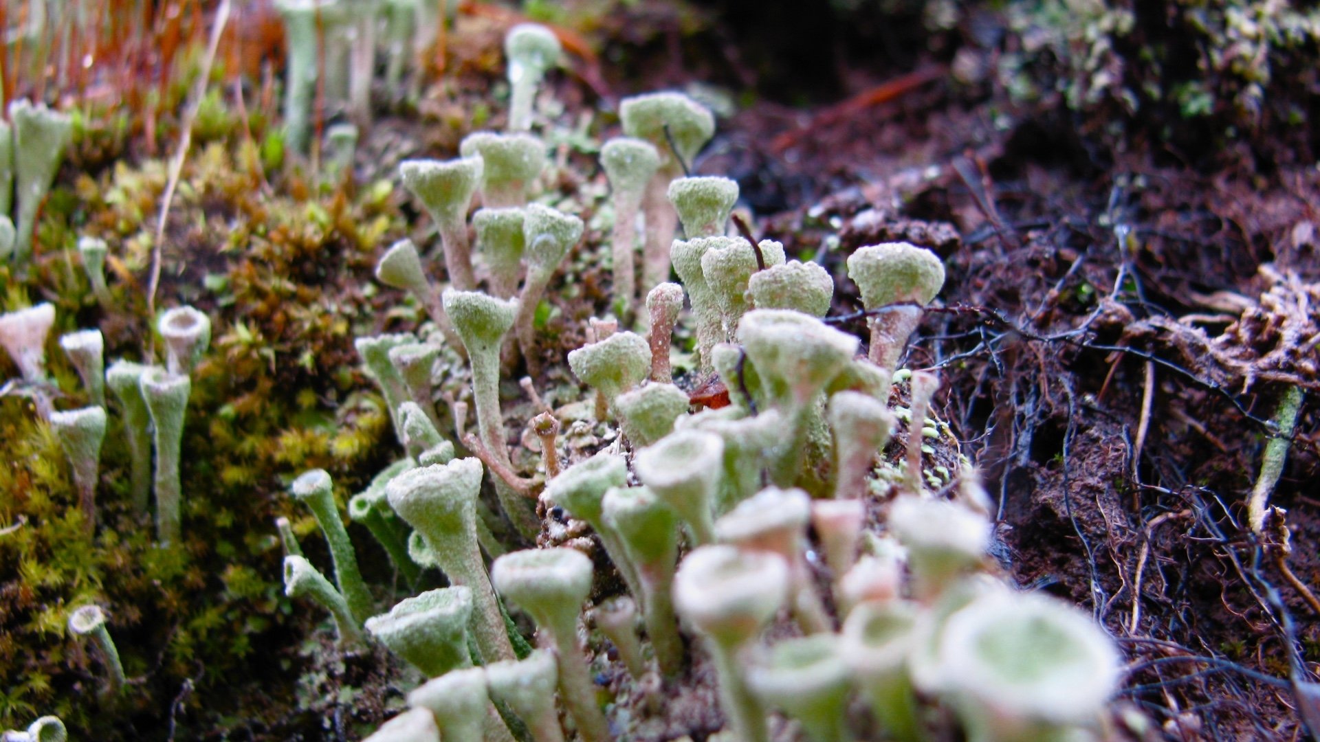 Lichen Wallpapers