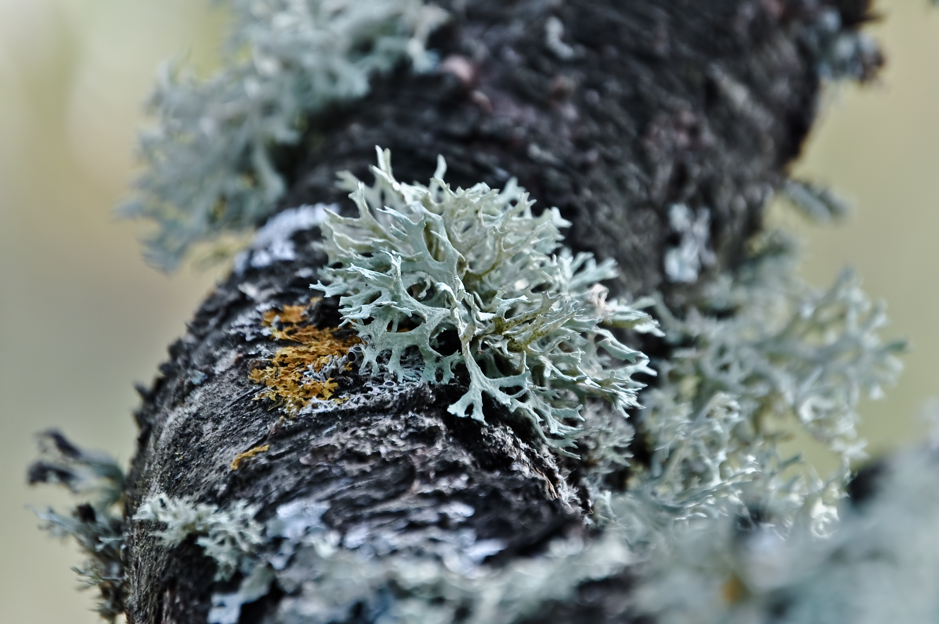 Lichen Wallpapers