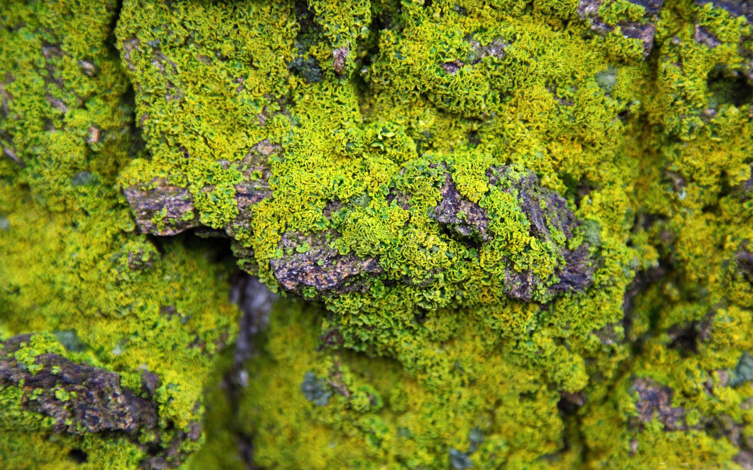 Lichen Wallpapers