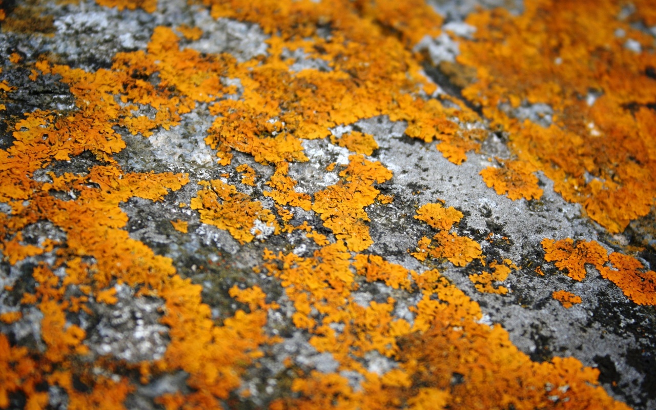 Lichen Wallpapers