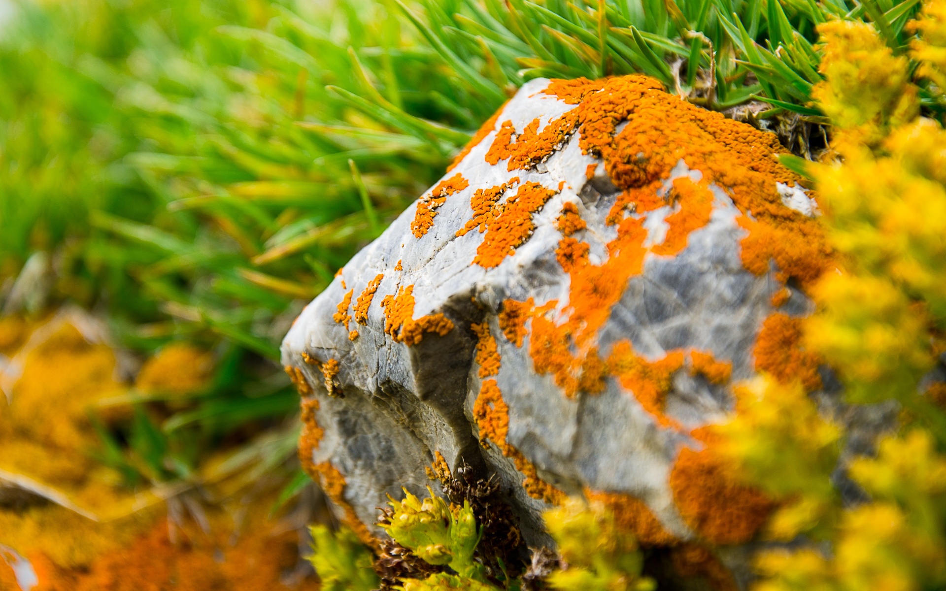 Lichen Wallpapers