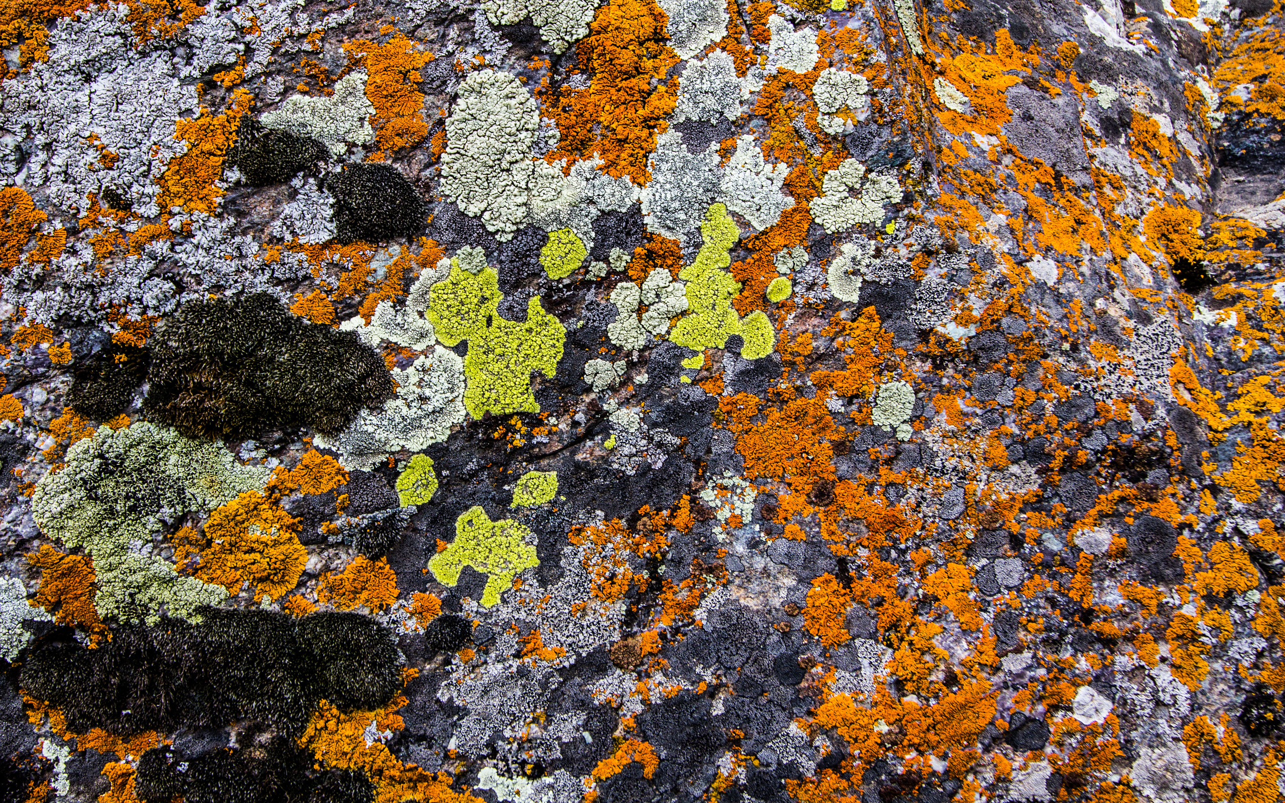 Lichen Wallpapers