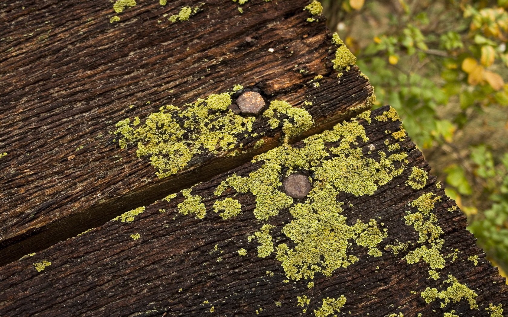 Lichen Wallpapers