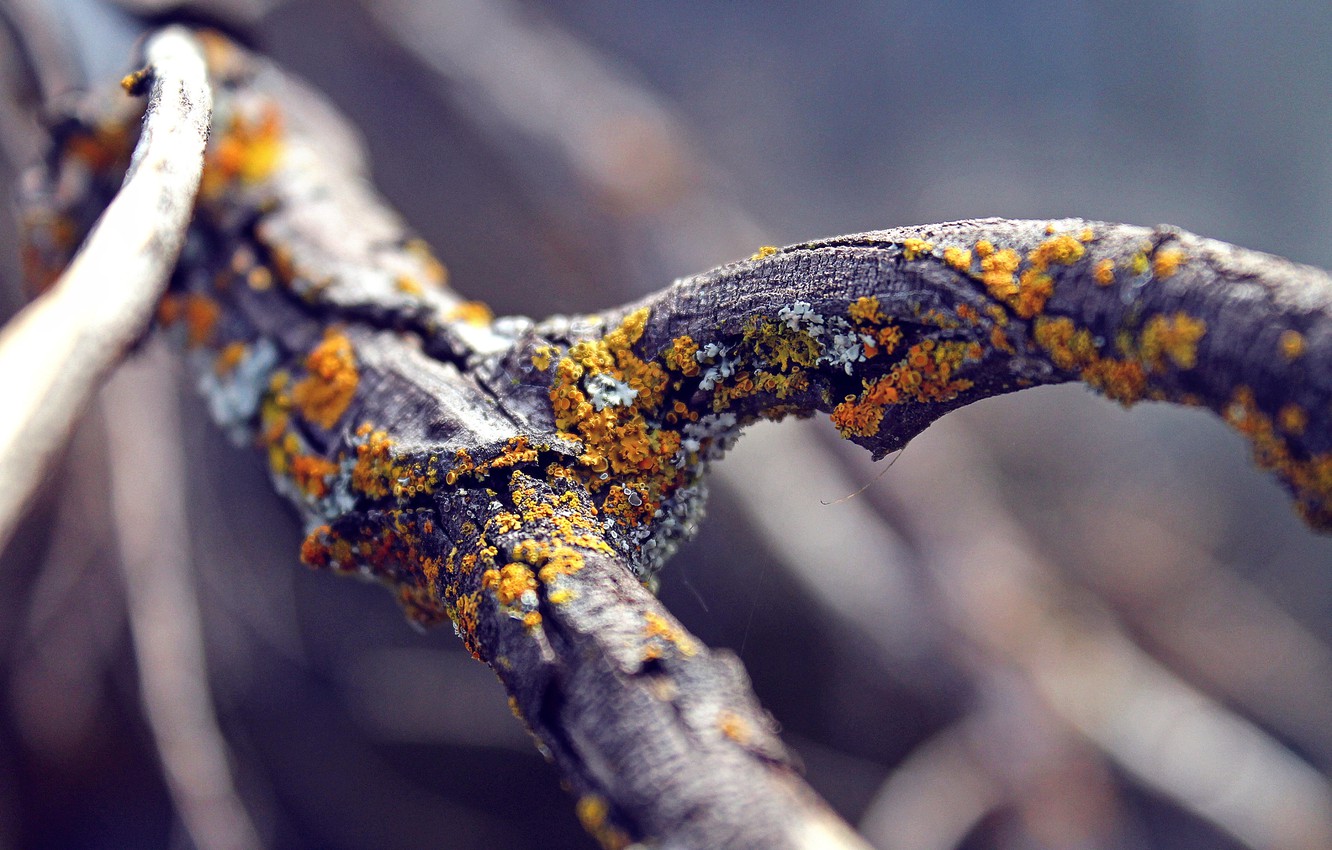 Lichen Wallpapers