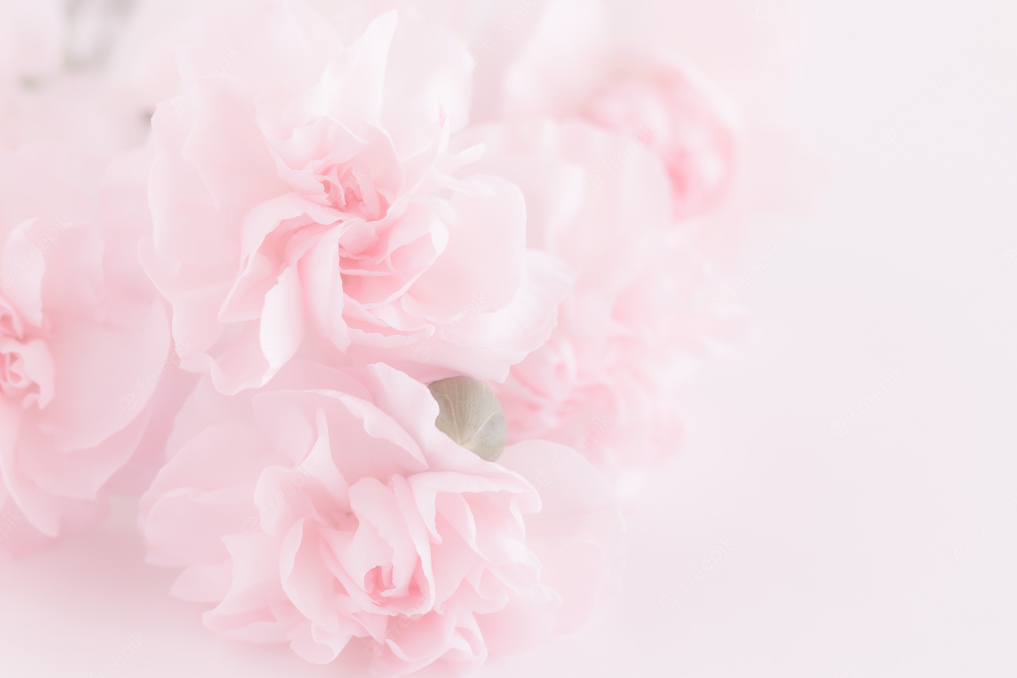 Light Flower Background