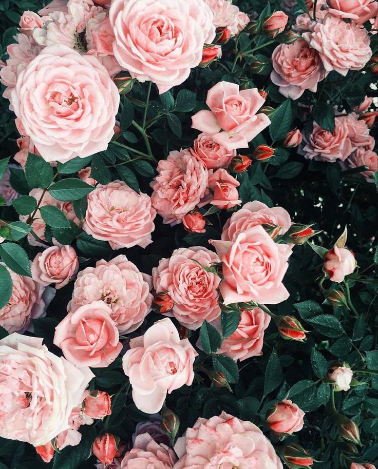 Light Pink Flowers Aesthetic Wallpapers