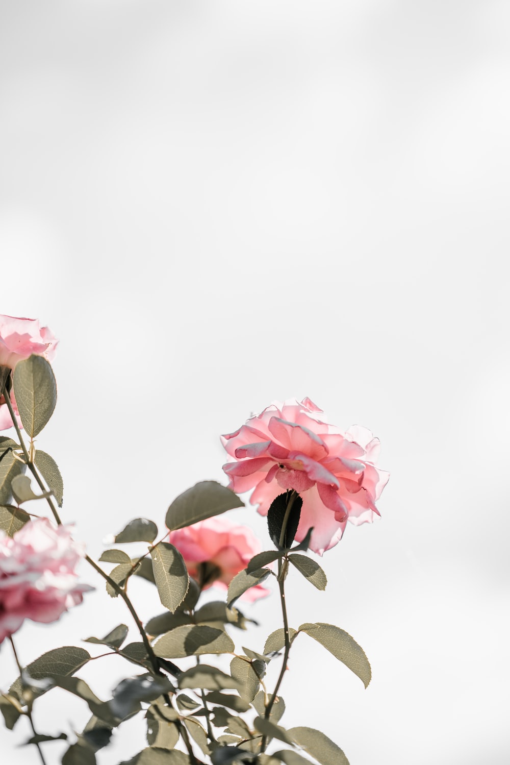 Light Pink Flowers Aesthetic Wallpapers