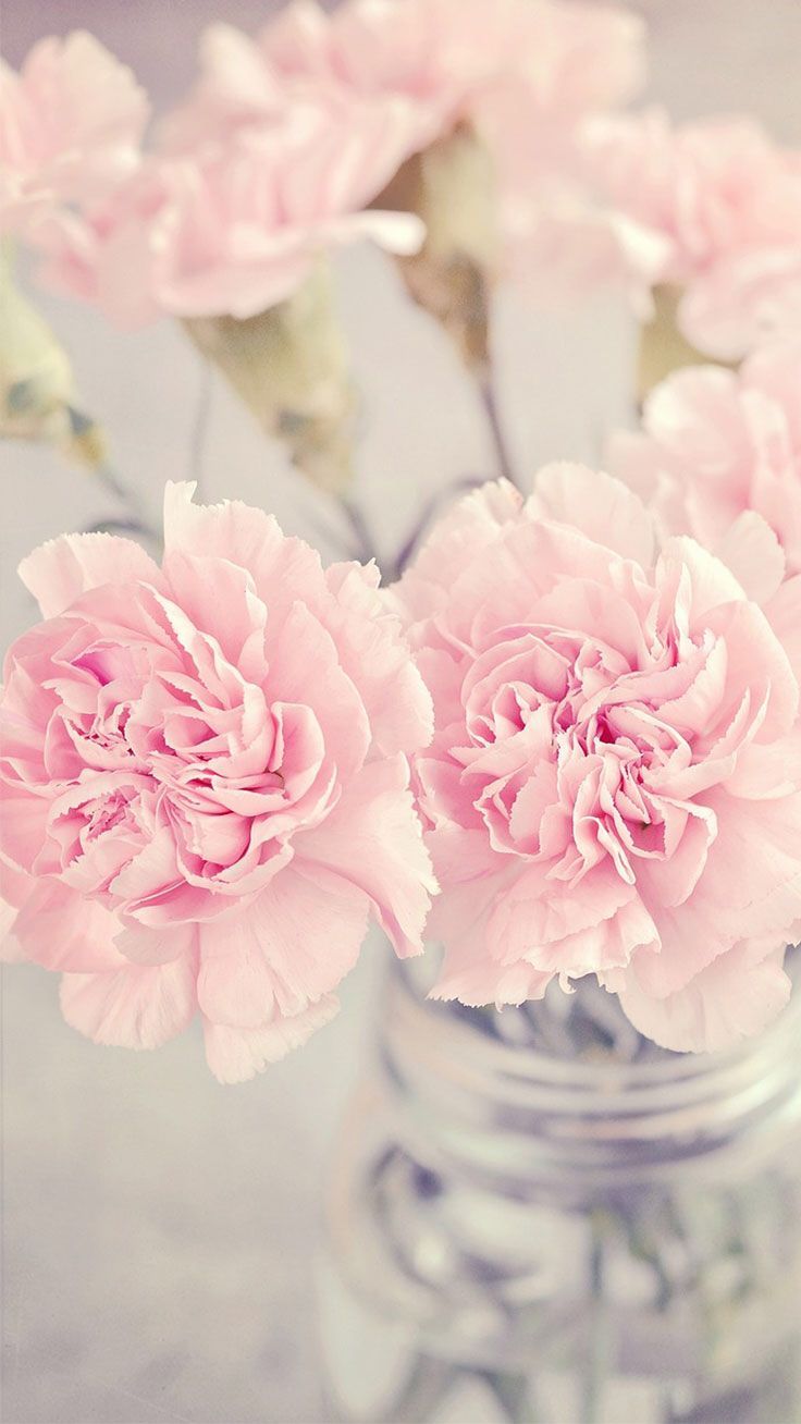 Light Pink Flowers Aesthetic Wallpapers