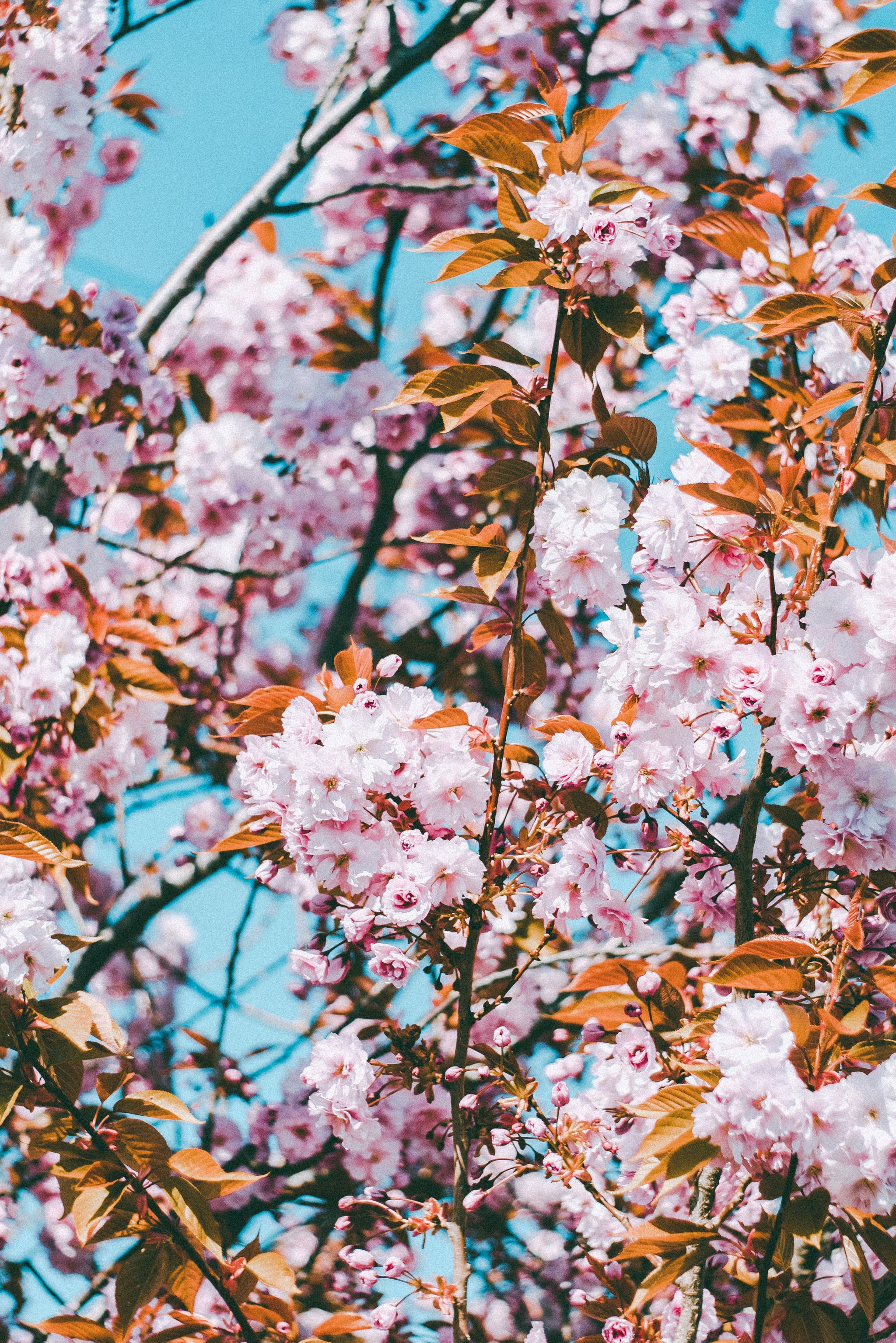 Light Pink Flowers Aesthetic Wallpapers