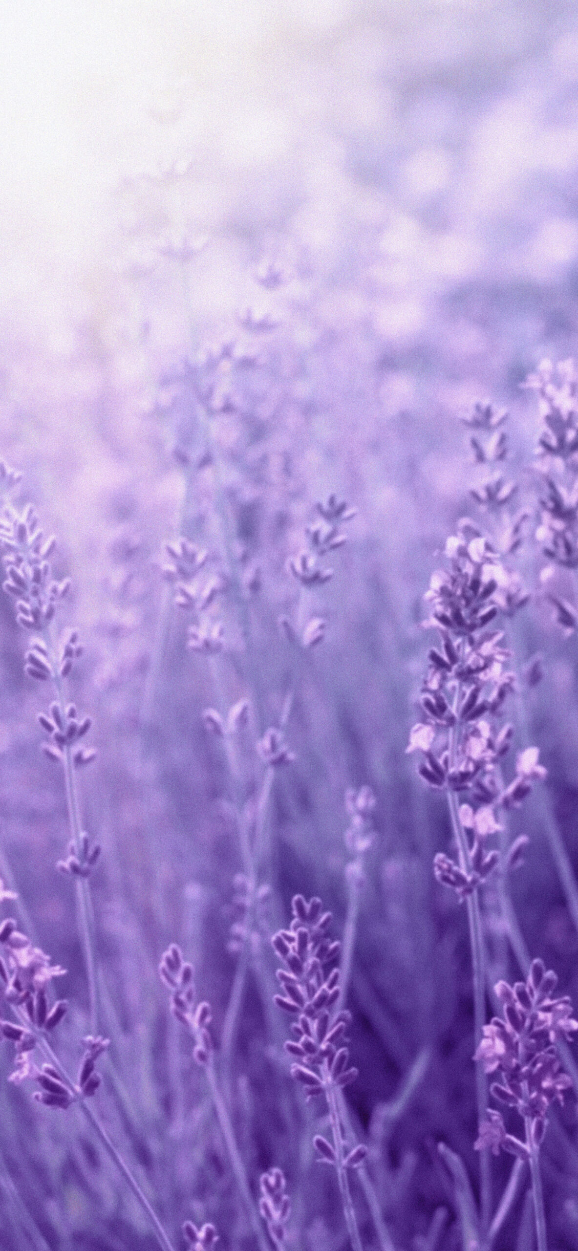 Light Purple Aesthetic Wallpapers